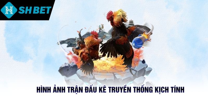 Hình ảnh trận đấu kê truyền thống kịch tính 